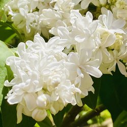 Genoa Trees & Landscape Materials - White lilac