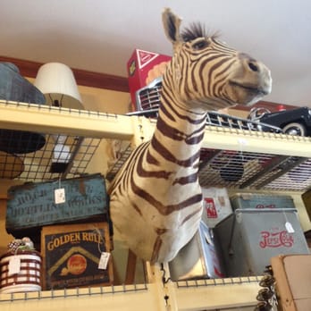 The Unique Antique Shop - Taxadermy zebra - Antiques Near Me - Fort Pierce, Florida