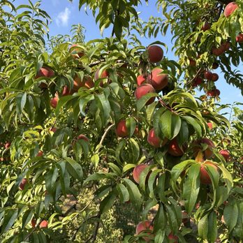 Grange Fruit Farm - Peaches - Pick Your Own Farms Near Me - Rockford, Michigan Grange Fruit Farm - Peaches - Pick Your Own Farms Near Me - Rockford, Michigan