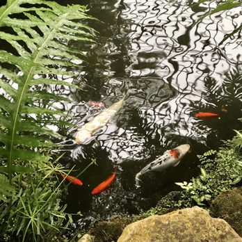 Garfield Park Conservatory - Some of the koi were huge! - Parks Near Me - Chicago, Illinois