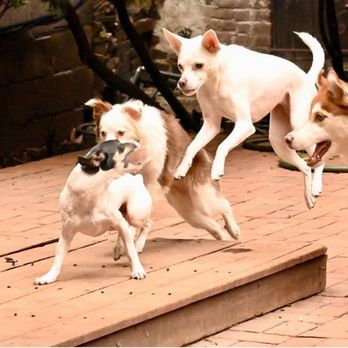 Hotel Bark Ave - Dog Walkers Near Me - New York, New York Hotel Bark Ave - Dog Walkers Near Me - New York, New York