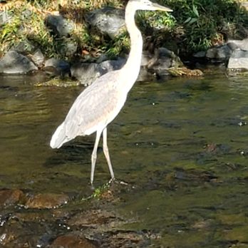 Lake Kittamaqundi - Great Blue Heron? - Lakes Near Me