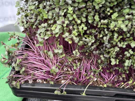 Uptown Farmers' Market by null