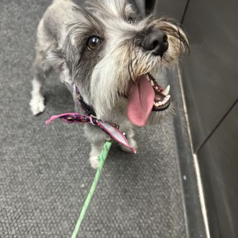 Kanu Pet - Penny's pretty happy about her hair cut! - Pet Stores Near Me - Miami, Florida