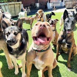 West LA Dogs- Big Dog Building - Cage free daycare!