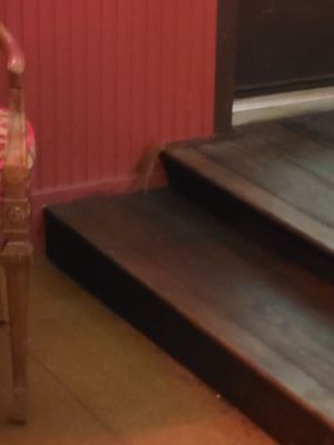 Ghost Donkey - Denver by null