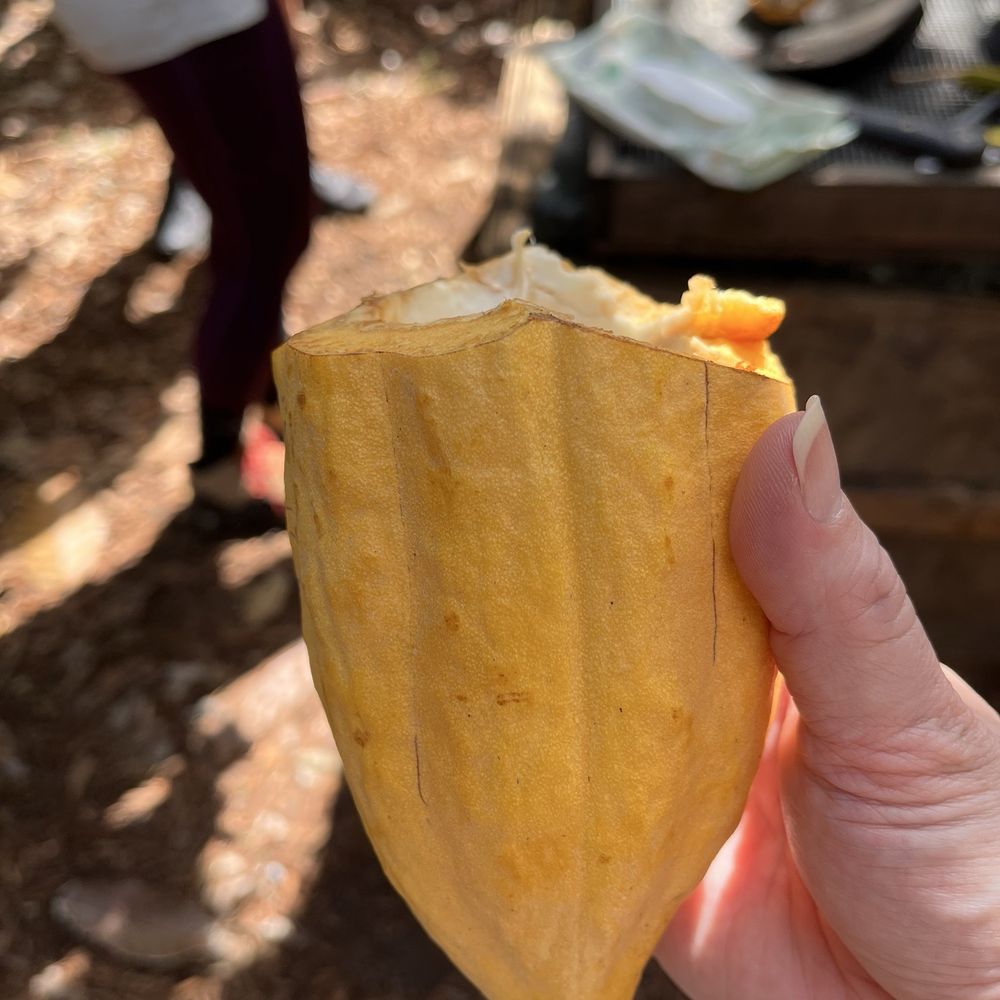 Kamananui Cacao Orchards - Attraction Farms Near Me - Waialua, Hawaii Kamananui Cacao Orchards - Attraction Farms Near Me - Waialua, Hawaii
