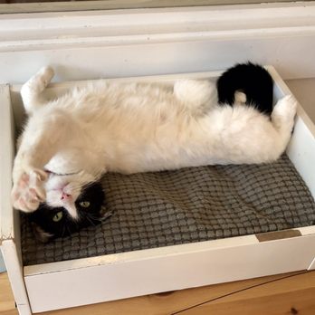 Pounce Cat Cafe - Belly rubs are free! - Themed Cafes Near Me - Savannah, Georgia