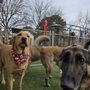 Photo of Dappy Dayz Dogs