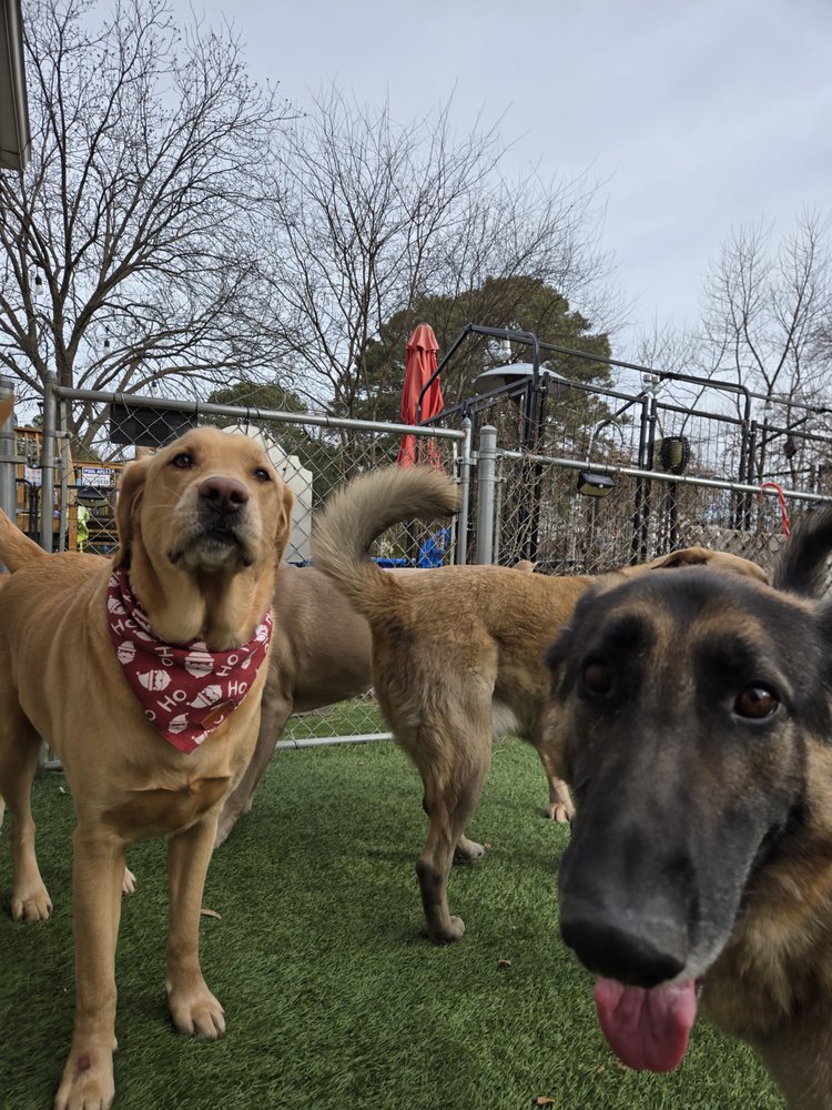 Dappy Dayz Dogs - pet boarding facility in Norfolk, VA