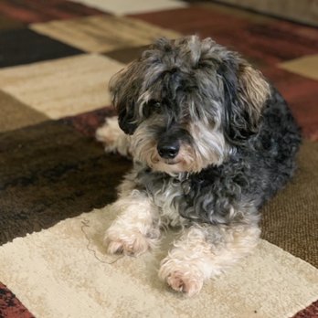 Tiffs Paw Spa - Pet Groomers Near Me