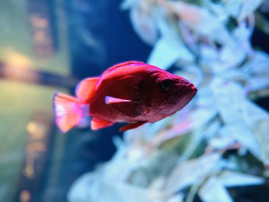 Aquarium of the Pacific by null Aquarium of the Pacific by null