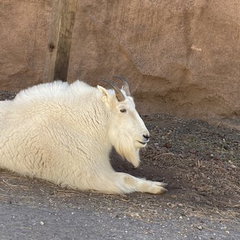 Bearizona - Zoos Near Me - Williams, Arizona