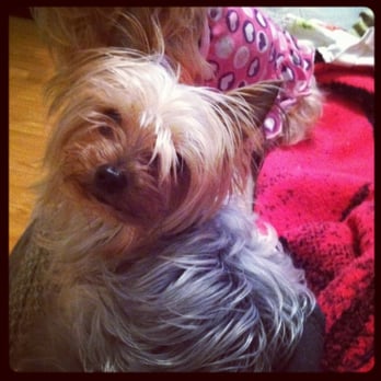 At Garden's Edge - RIP LilyBug my little angel. See you on Rainbow Bridge - Pet Cremation Services Near Me - Alhambra, California