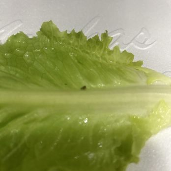 Seoul BBQ & Sushi - Bug on lettuce - Korean Near Me - Phoenix, Arizona Seoul BBQ & Sushi - Bug on lettuce - Korean Near Me - Phoenix, Arizona