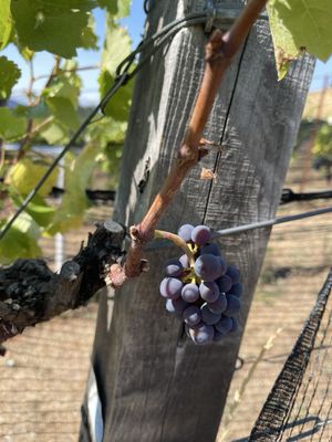 Analemma Wines by null