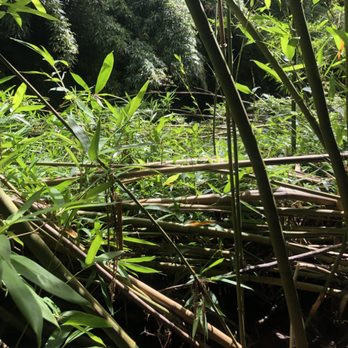 Bamboo Forest - Active Life Near Me - Uninc Maui, Hawaii Bamboo Forest - Active Life Near Me - Uninc Maui, Hawaii