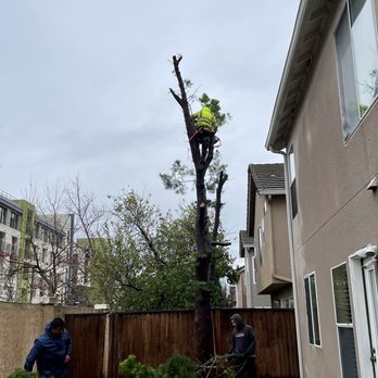 ML Tree Service - Branches gone... - Tree Services Near Me - Redwood City, California ML Tree Service - Branches gone... - Tree Services Near Me - Redwood City, California