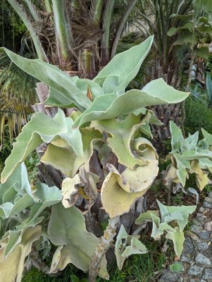 Giardini la Mortella by null