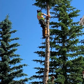DAVEY TREE EXPERT CO. OF CANADA, LIMITED - Updated June 2026 - 4019 ...