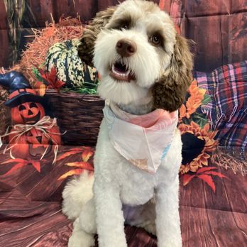 Lux Dogs - Pet Groomers Near Me Lux Dogs - Pet Groomers Near Me