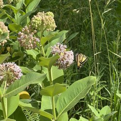Sulak National Forest Campground - Hummingbirds, butterflies, bees at work here.