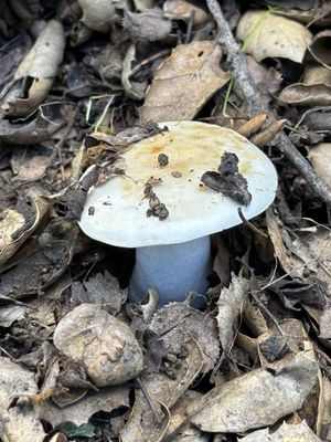 Peter Strauss Ranch by null