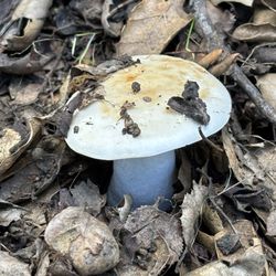 Peter Strauss Ranch - Mushrooms