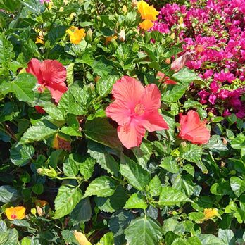 Calloway's Nursery - Nurseries & Gardening Near Me - Dallas, Texas Calloway's Nursery - Nurseries & Gardening Near Me - Dallas, Texas