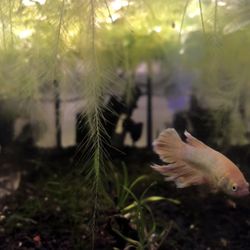 Shark Reef - 24k Gold Betta