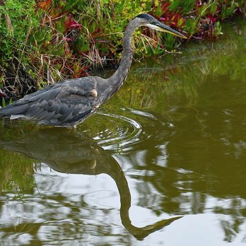 El Estero Park - Great Blue Heron - (Ardea herodias) and reflection. Photo © Kathleen L. Ryan - Parks Near Me - Monterey, California El Estero Park - Great Blue Heron - (Ardea herodias) and reflection. Photo © Kathleen L. Ryan - Parks Near Me - Monterey, California