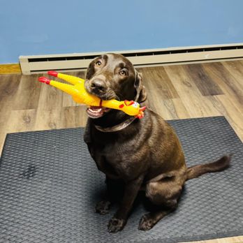 The Bark & Buoy - Emotional Support Chicken for his ear cleanings! - Pet Stores Near Me - Greenville, Maine The Bark & Buoy - Emotional Support Chicken for his ear cleanings! - Pet Stores Near Me - Greenville, Maine