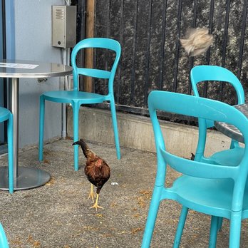 Bogart's Cafe - Chickens on their Lanai! - Breakfast & Brunch Near Me - Honolulu, Hawaii Bogart's Cafe - Chickens on their Lanai! - Breakfast & Brunch Near Me - Honolulu, Hawaii