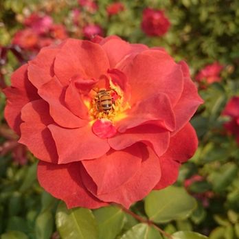 Peninsula Park - Parks Near Me - Portland, Oregon Peninsula Park - Parks Near Me - Portland, Oregon