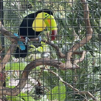 Flamingo Gardens - Toucan at the beginning. - Botanical Gardens Near Me - Davie, Florida Flamingo Gardens - Toucan at the beginning. - Botanical Gardens Near Me - Davie, Florida