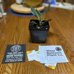 West Bottoms Plant - Gift from west bottoms plant company