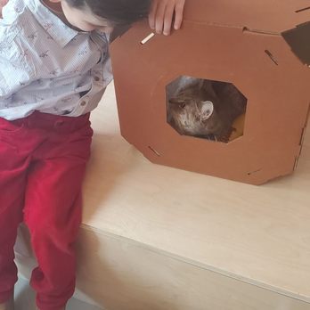 NEKO Cat Cafe - Cafes Near Me - Bellingham, Washington