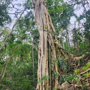 Vallarta Botanical Gardens - Nice hike, not too hard. - Botanical Gardens Near Me - Cabo Corrientes, JAL Vallarta Botanical Gardens - Nice hike, not too hard. - Botanical Gardens Near Me - Cabo Corrientes, JAL