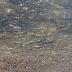 Dabney State Recreation Area - Thousands of baby fish!!