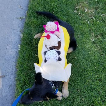 Fido Fun Fest - My boy is tired - Festivals Near Me - Irvine, California