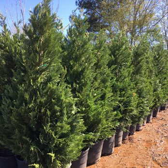 Fairways Nursery - 15 Gallon Leyland Cypress about 7' tall $85 - Nurseries & Gardening Near Me - Cumming, Georgia Fairways Nursery - 15 Gallon Leyland Cypress about 7' tall $85 - Nurseries & Gardening Near Me - Cumming, Georgia