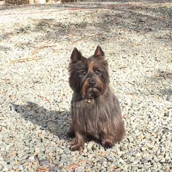 Lake Anna Pet Grooming - Bene' the Cairn Terrier with her new hair cut. - Pet Groomers Near Me - Bumpass, Virginia Lake Anna Pet Grooming - Bene' the Cairn Terrier with her new hair cut. - Pet Groomers Near Me - Bumpass, Virginia
