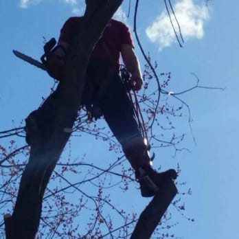 Absolute Tree Service, Inc. - Tree Services Near Me