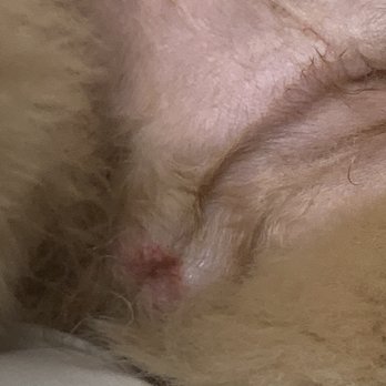Petco - Right After grooming - Pet Groomers Near Me - San Antonio, Texas