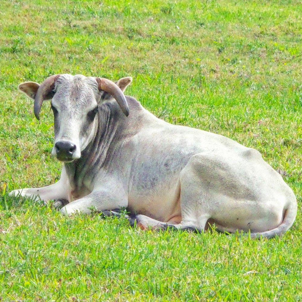 Jesse Durko's Nursery - Beautiful view of the farm next door. - Nurseries & Gardening Near Me - Davie, Florida Jesse Durko's Nursery - Beautiful view of the farm next door. - Nurseries & Gardening Near Me - Davie, Florida