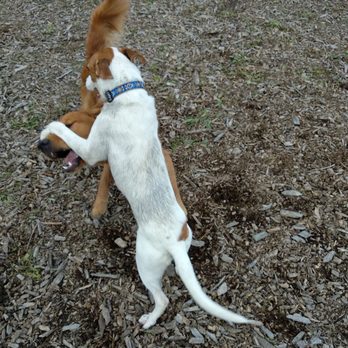 Bay View Dog Park - Dog Parks Near Me - Milwaukee, Wisconsin