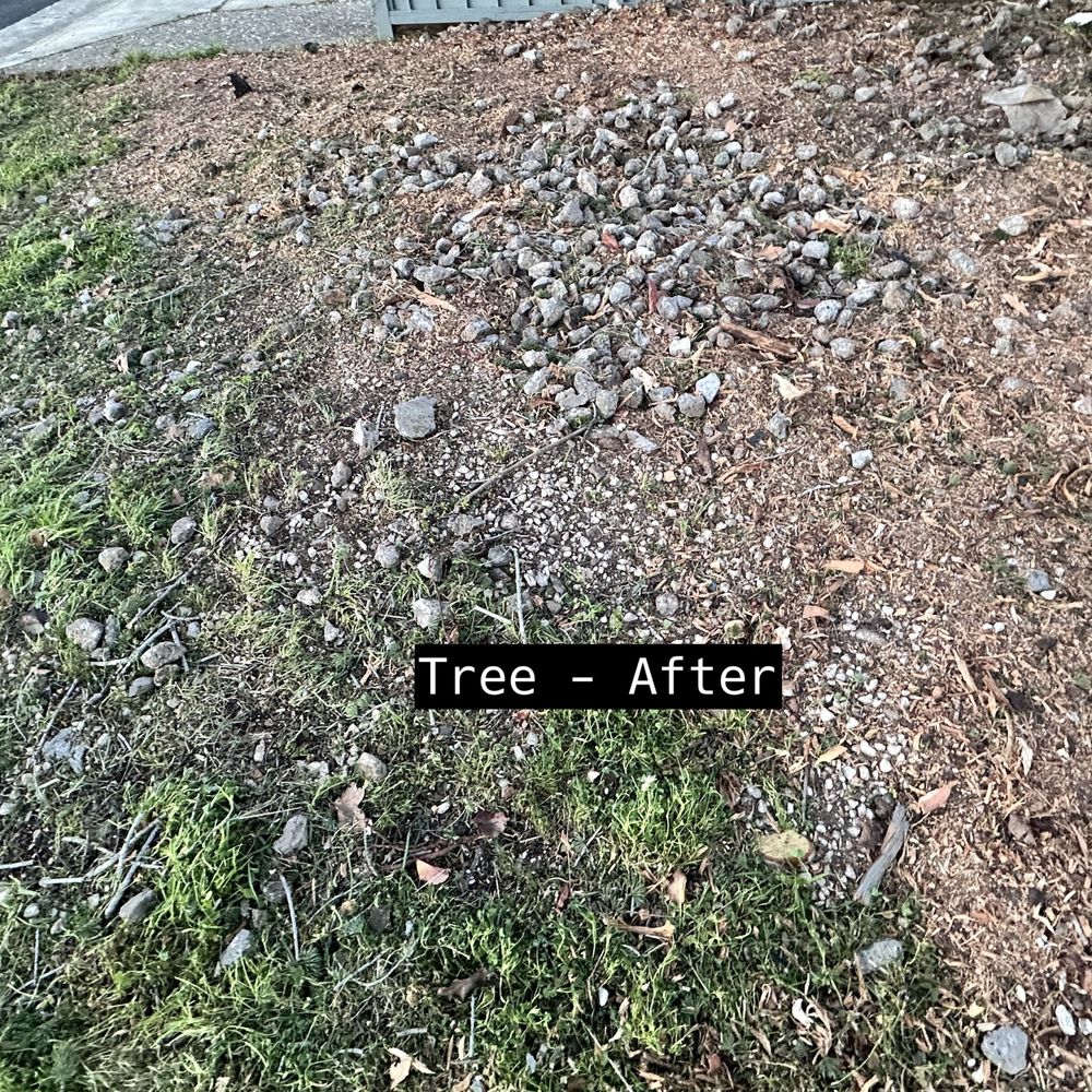 Rivas Tree Services - Tree Services Near Me Rivas Tree Services - Tree Services Near Me