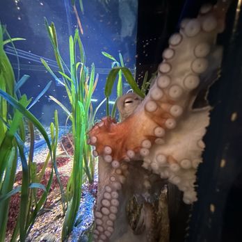Oceanogràfic - Aquariums Near Me - Valencia, V