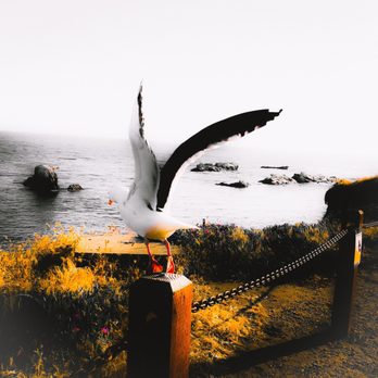 Pismo Beach - As I grow to be a single entity the freedom of the gull inspires such love again. Love to know that I can be free and fly. - Beaches Near Me - Pismo Beach, California Pismo Beach - As I grow to be a single entity the freedom of the gull inspires such love again. Love to know that I can be free and fly. - Beaches Near Me - Pismo Beach, California