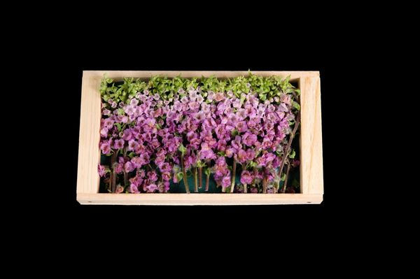 El Secreto Omakase by null